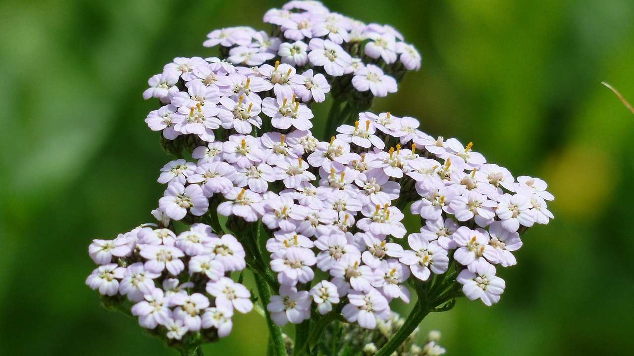 Achillea bianca pianta di Venere