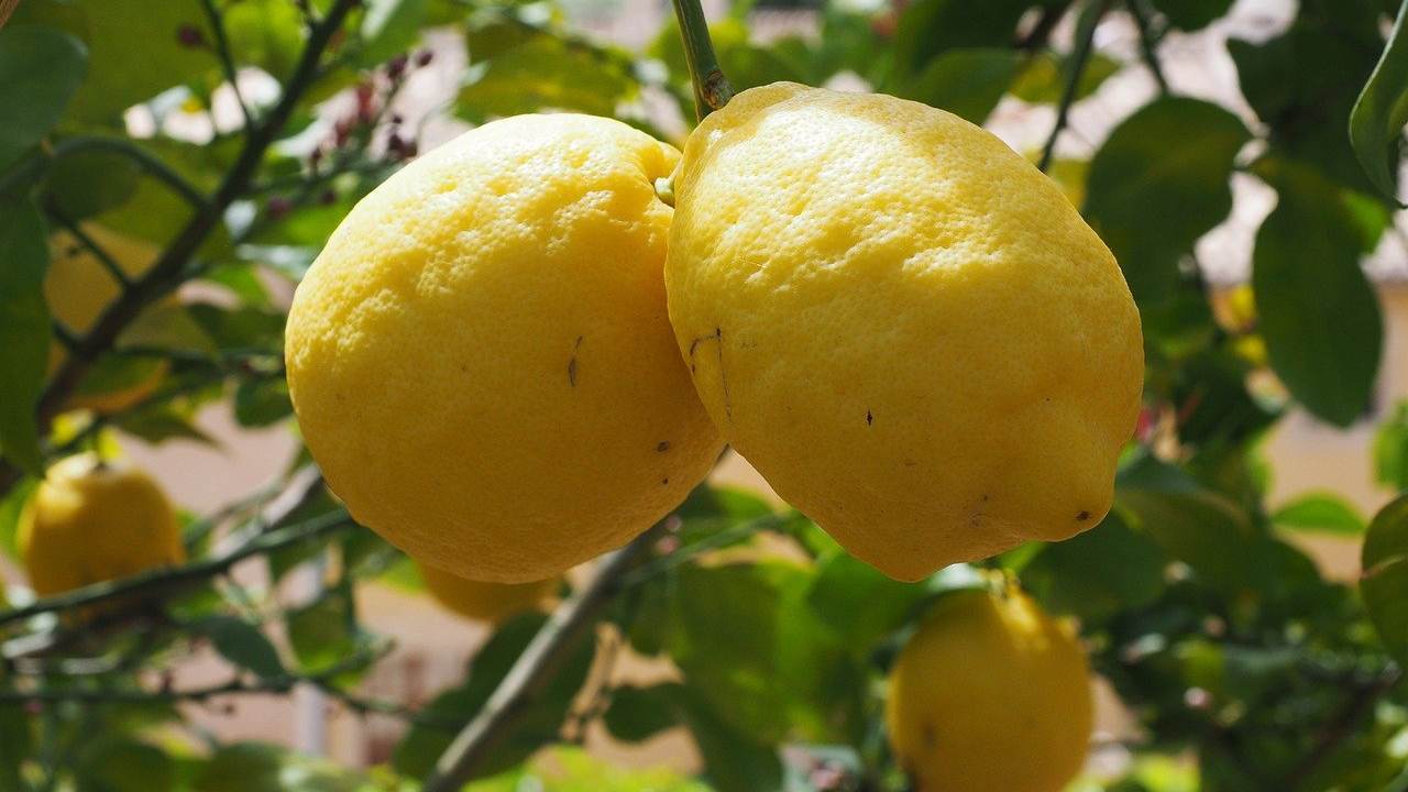 pianta limone verdeggiante frutti fioritura