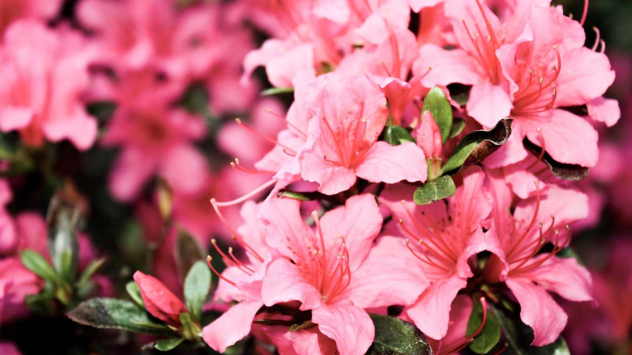 Azalea concimi naturali