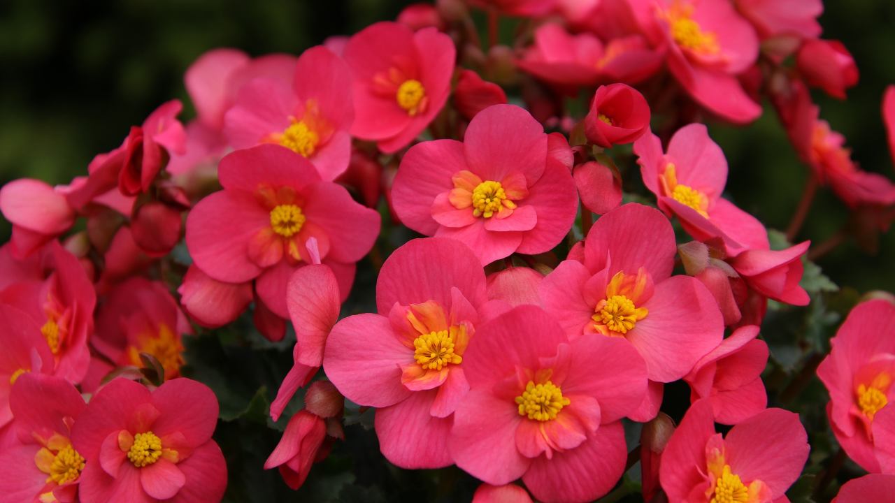 Begonia fiori rosa