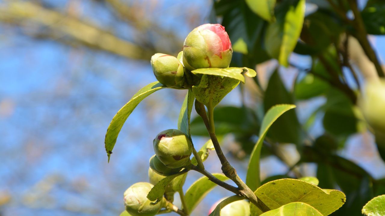 Boccioli chiusi Camelia