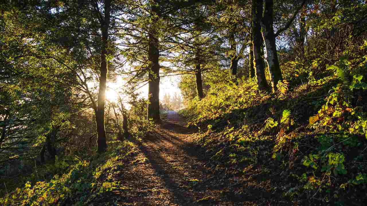 Italia strategia salvaguardia foreste