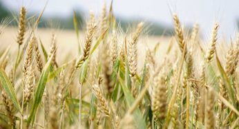 Guerra tra Russia e Ucraina: gli effetti devastanti sull’economia alimentare