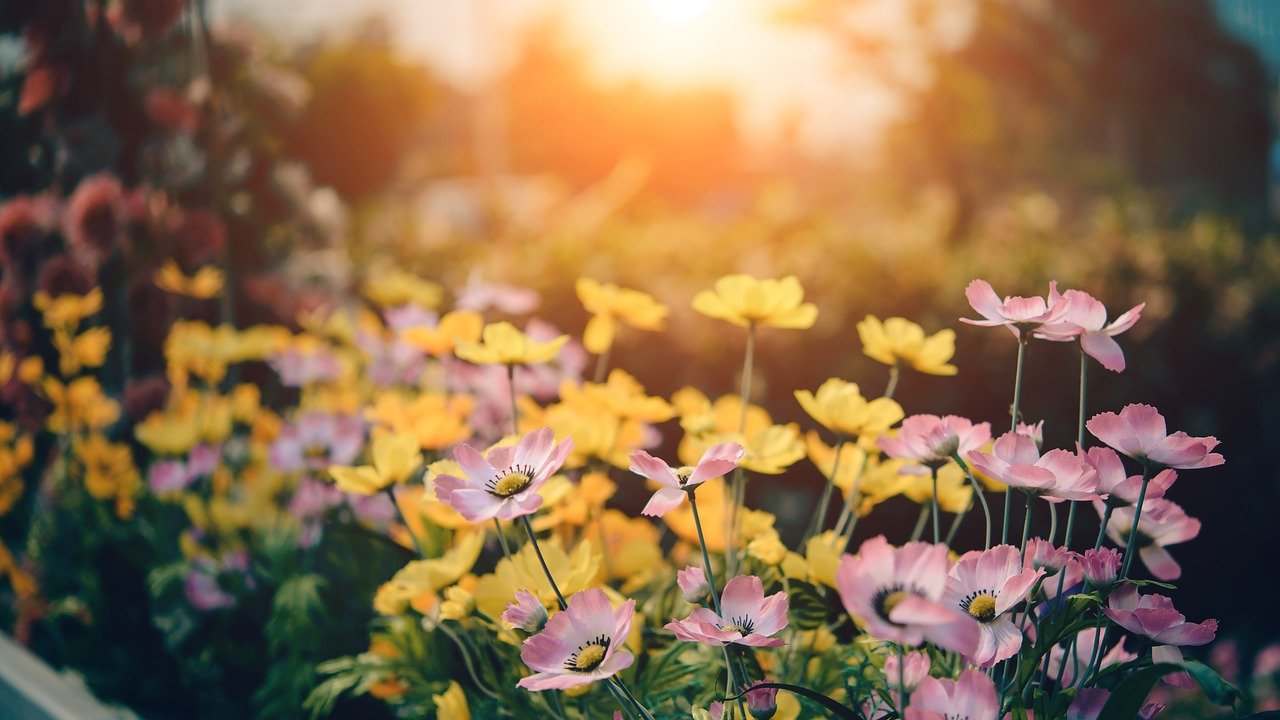 5 fiori profumati primavera giardino