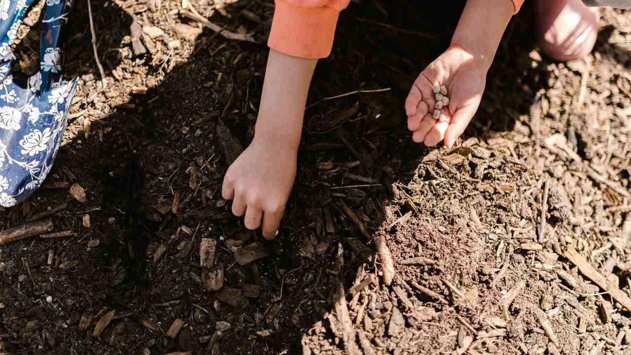 Concime casalingo nutrizione piante