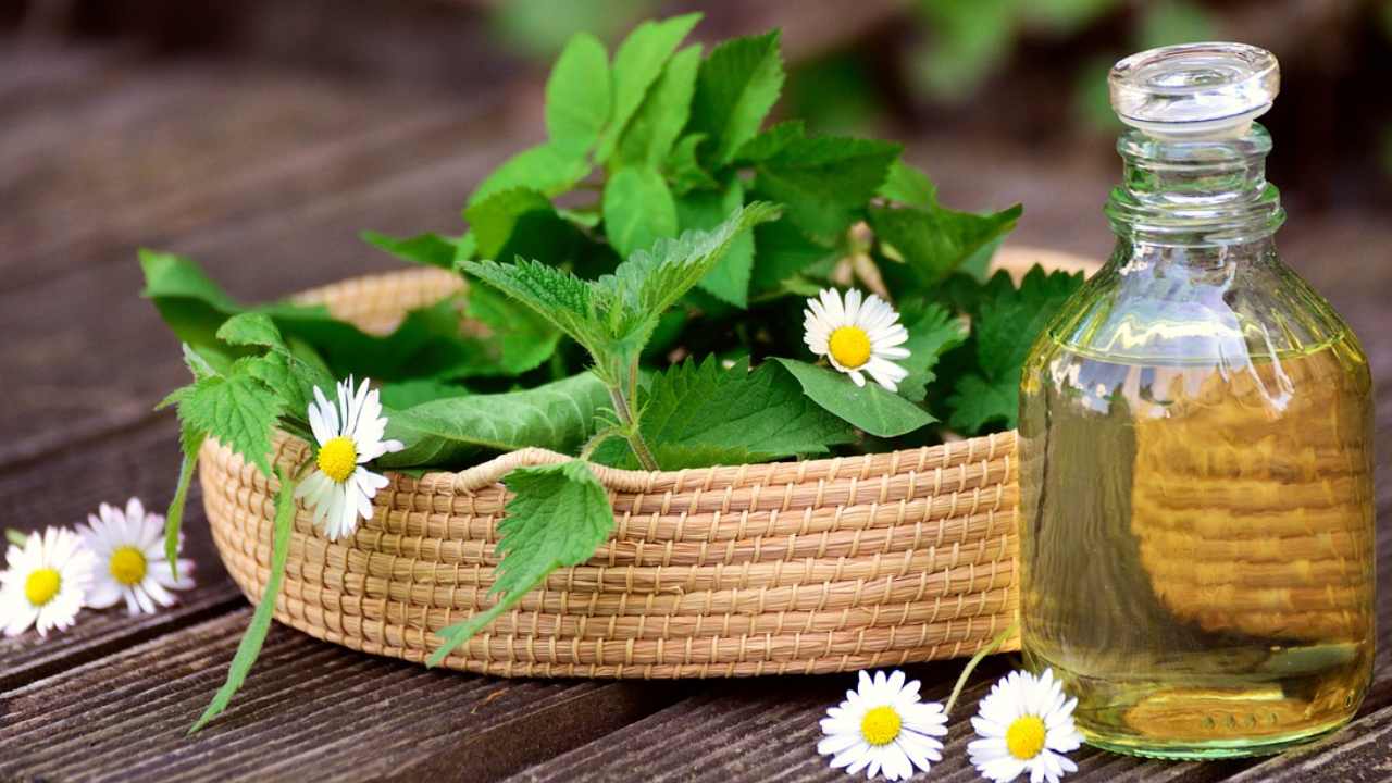 Erbe aromatiche quali seminare