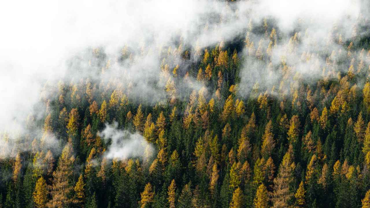 foresta nuvole progetto forestiamo