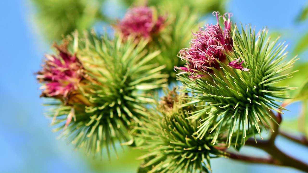 bardana pianta officinale benefici controindicazioni