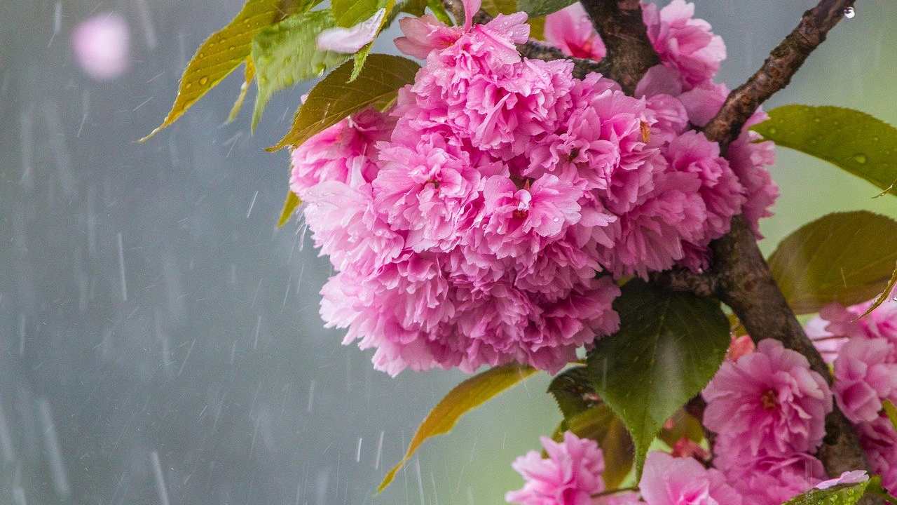 fiori di ciliegio simbolo primavera