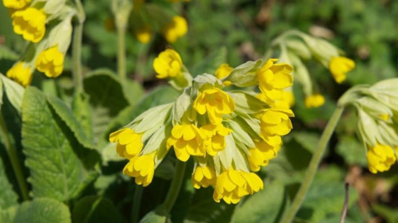 Fiori primula gialli secchi