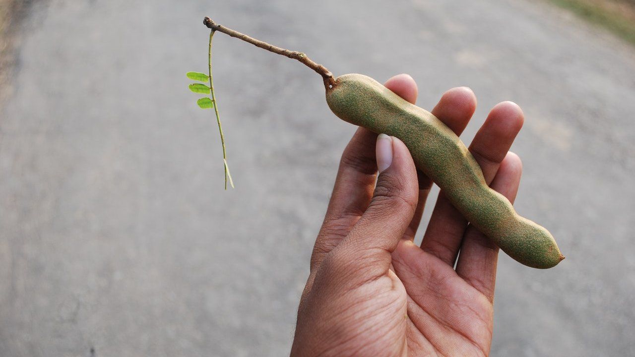 Succo Tamarindo benefici organismo