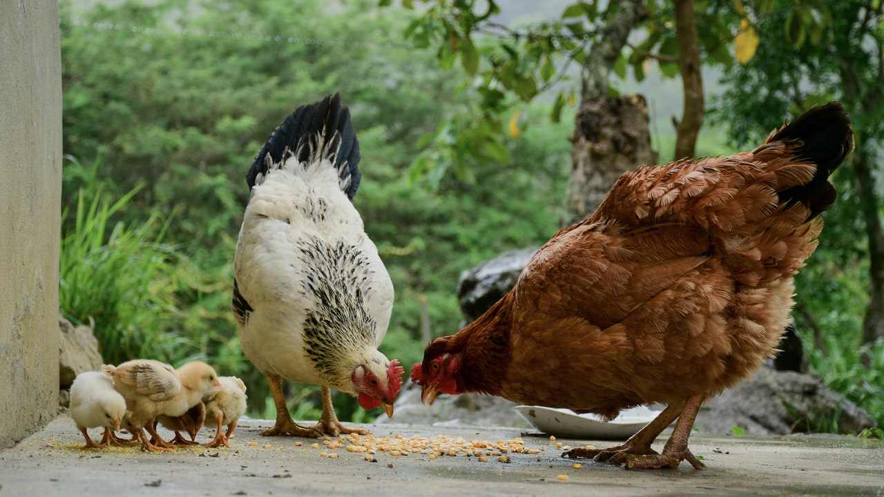 Galline ovaiole allevale pollaio