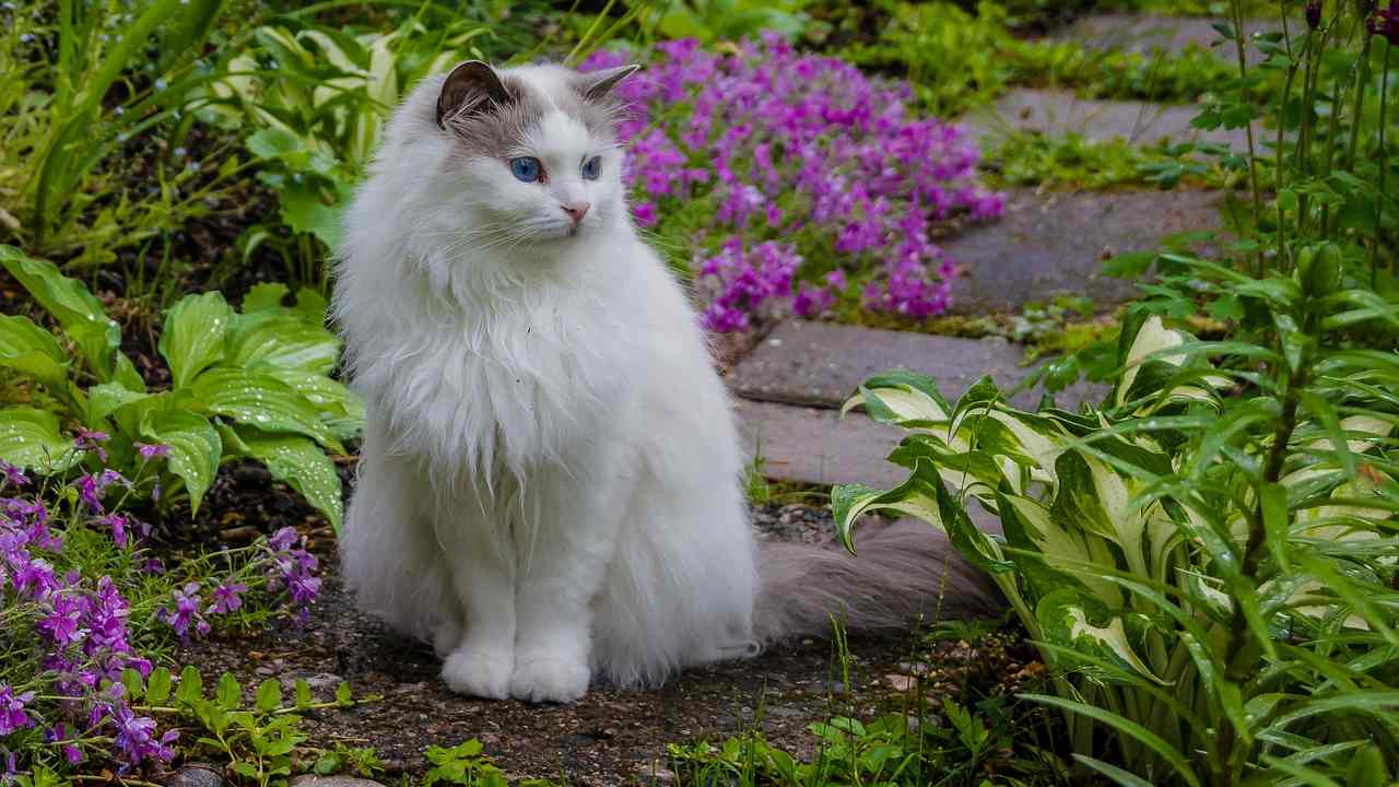 piante anti gatto giardino