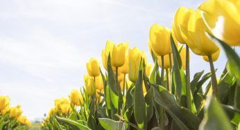 Tulipani mania: l’angolo olandese da visitare in Italia. Lo spettacolo è mozzafiato
