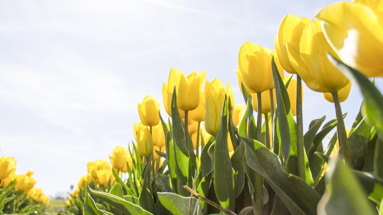 Giardino tulipani Italia