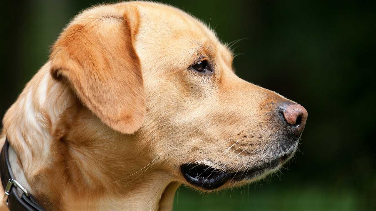 Labrador specie canina USA