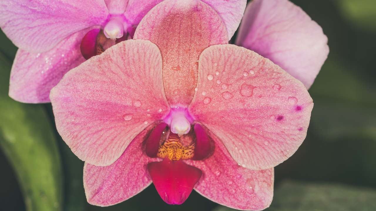 Corteccia per orchidea: 3 modi alternativi per adoperarla in modo