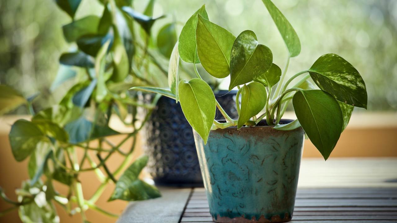 Pianta Pothos vaso