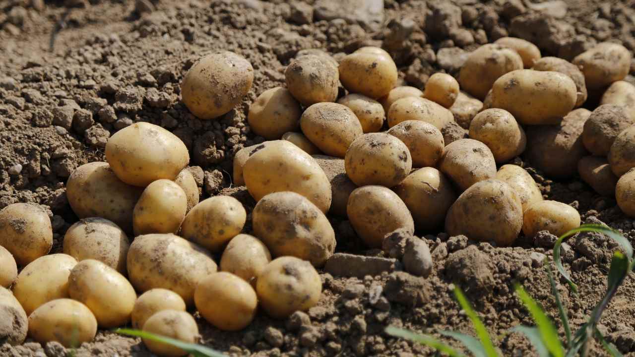 Piantare patate segreti