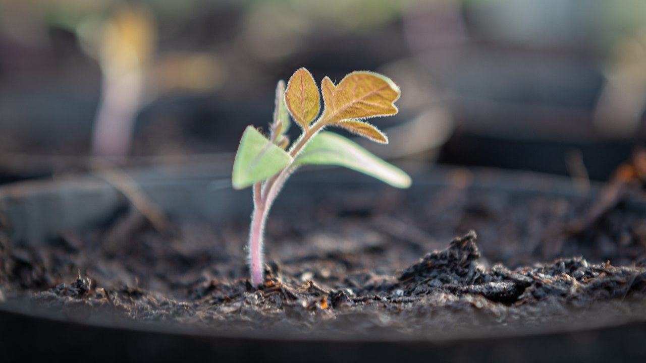 fertilizzanti naturali fondi caffè gusci uova