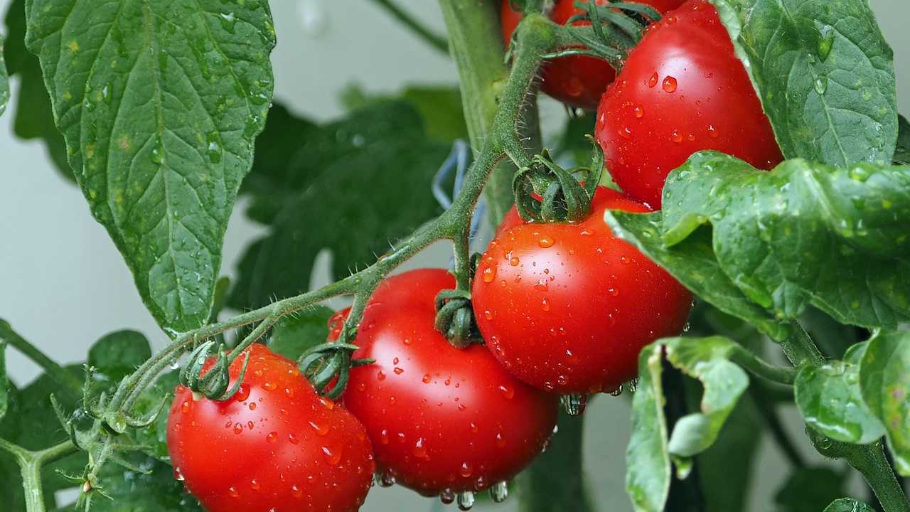 Pomodori freschi trucco coltivazione