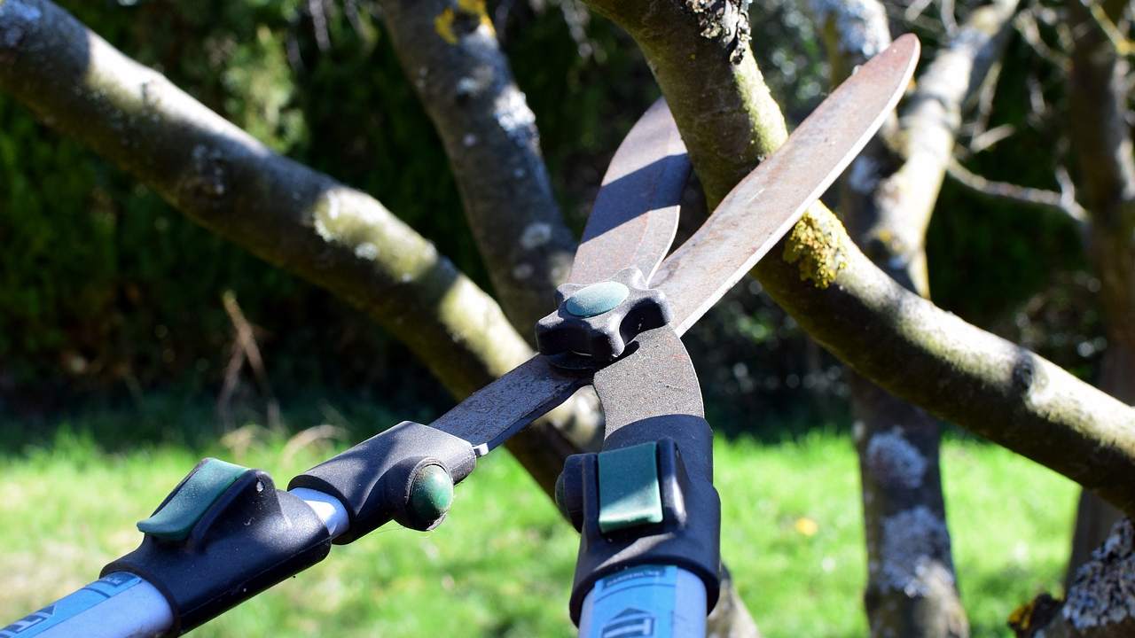 Potatura albero primavera