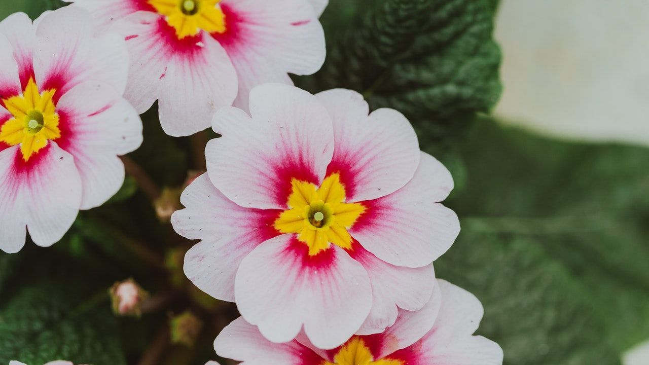 Primula innaffiatura metodo