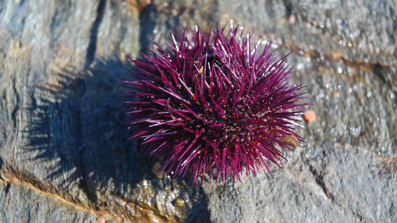 Riccio di mare animale senza occhi