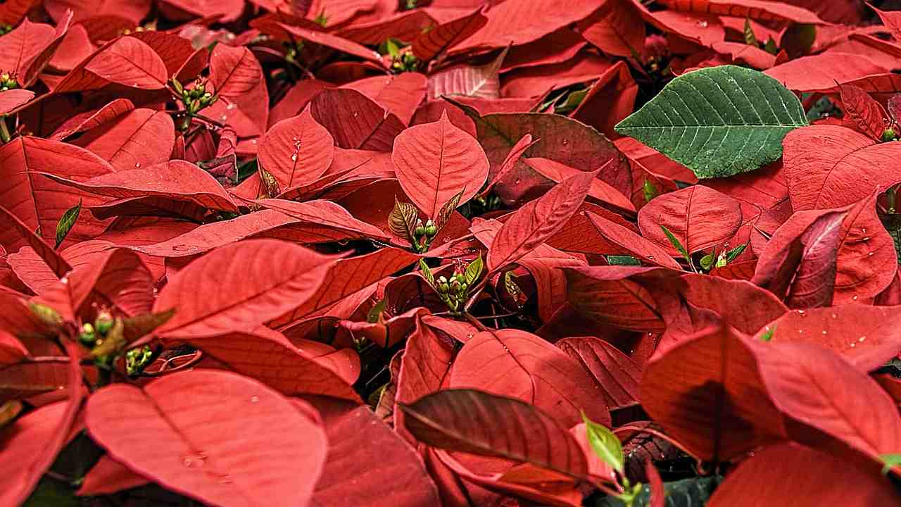 Stella di Natale in primavera