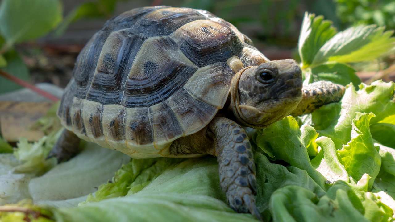 Tartarughe piante velenose elenco