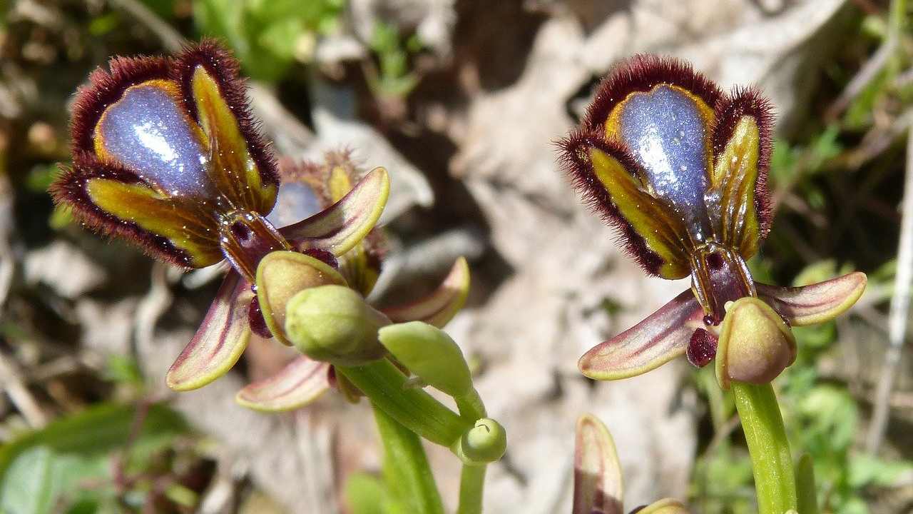 piante ingannevoli mimetizzano natura