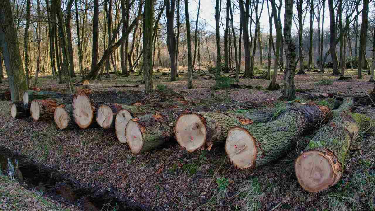 deforestazione dati guerra