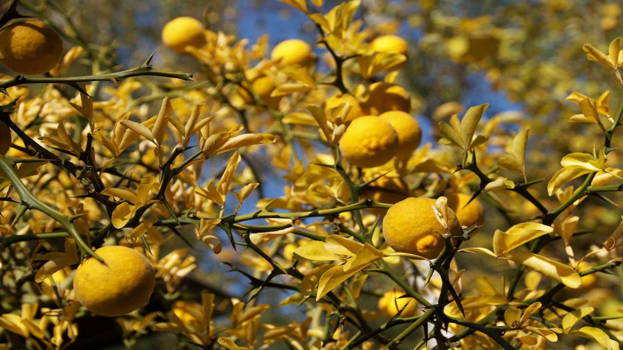 Albero limone malato