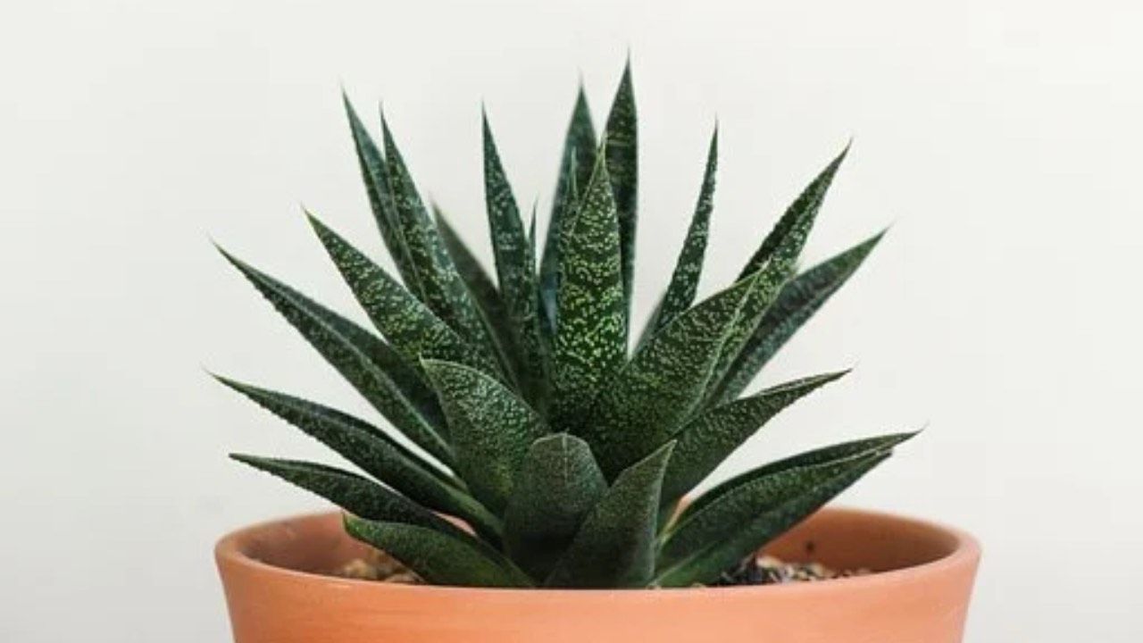 aloe pianta rimedi