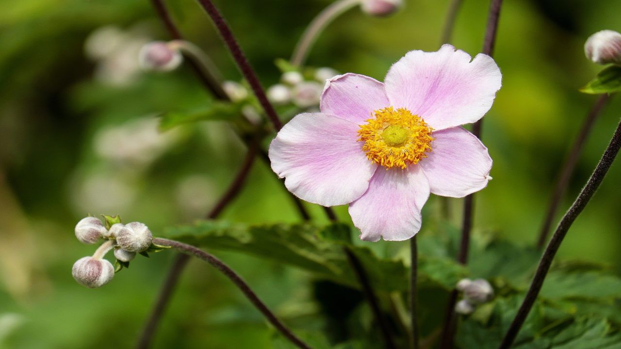 Bulbi primavera anemone