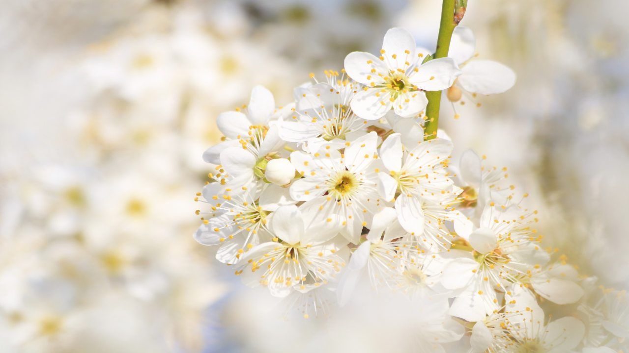 biancospino benefici controindicazioni