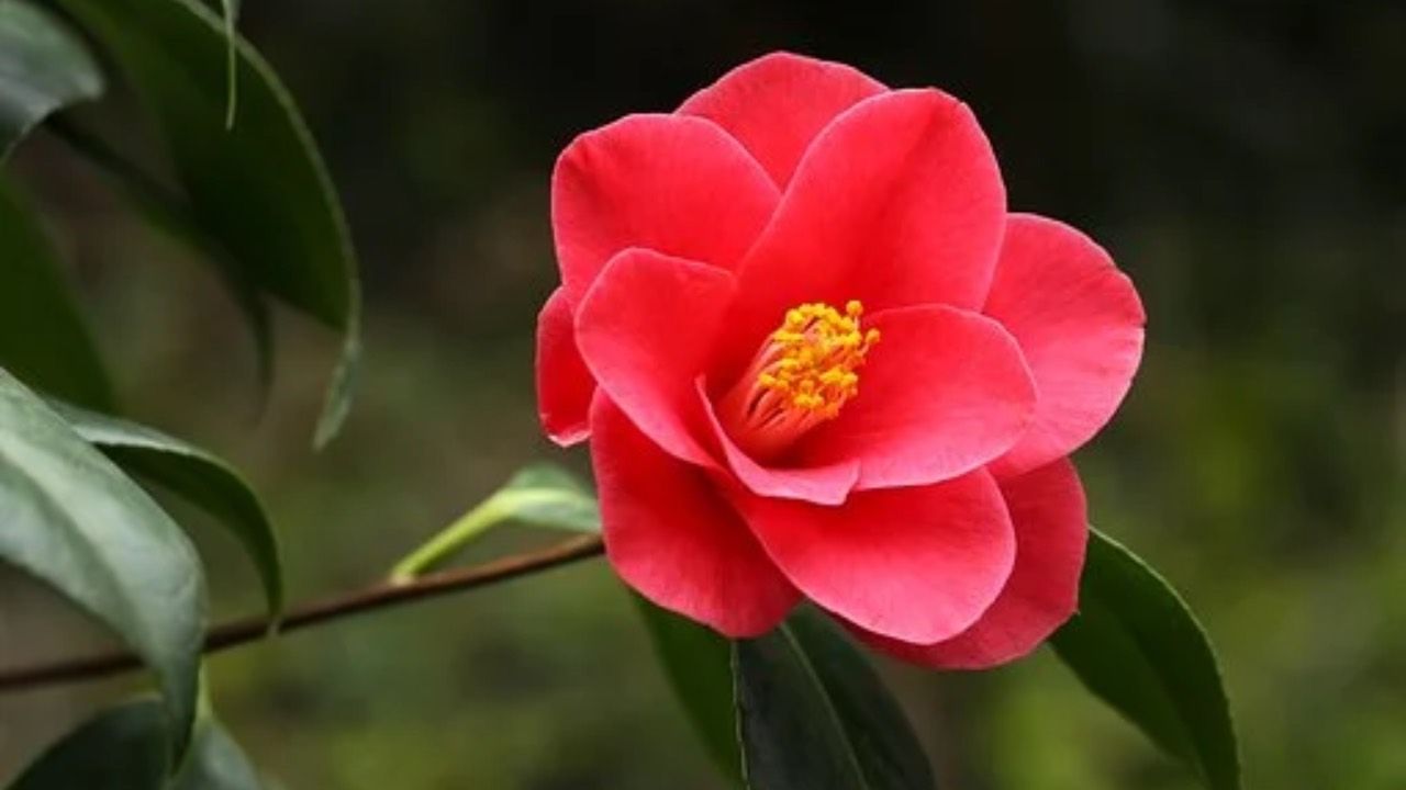 camelia rossa cure