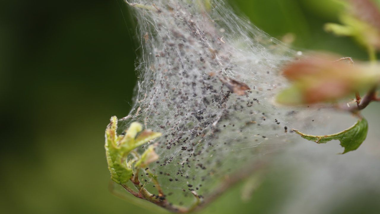 Pesticida rose limoni cocciniglia