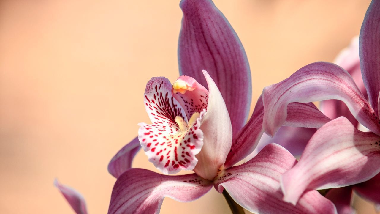 fertilizzante orchidea ricetta