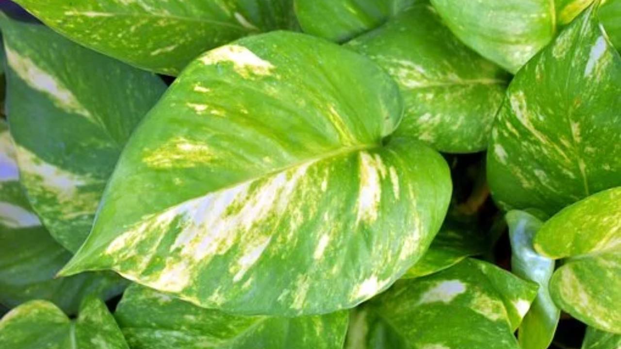 FOGLIE VERDI POTHOS