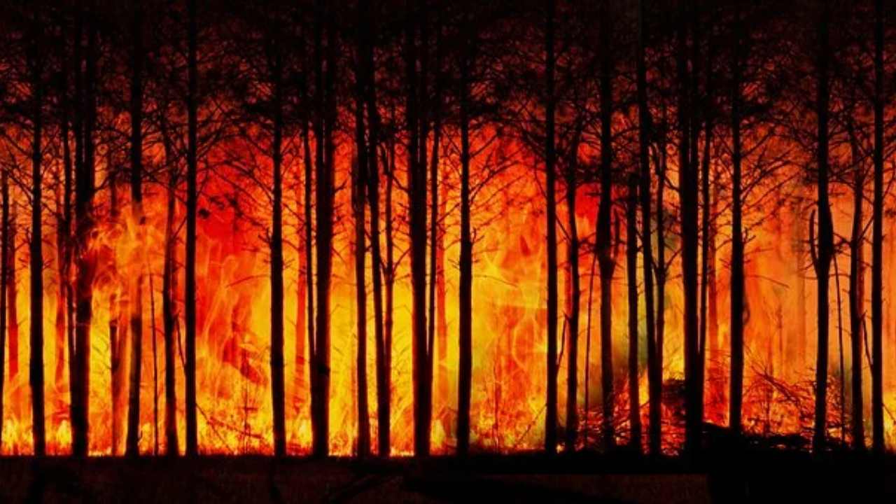 FORESTA FIAMME AMAZZONIA