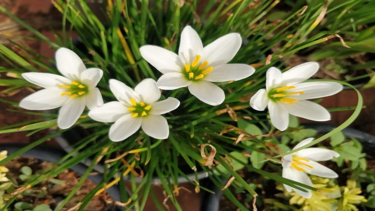 Freesia fiori giardino