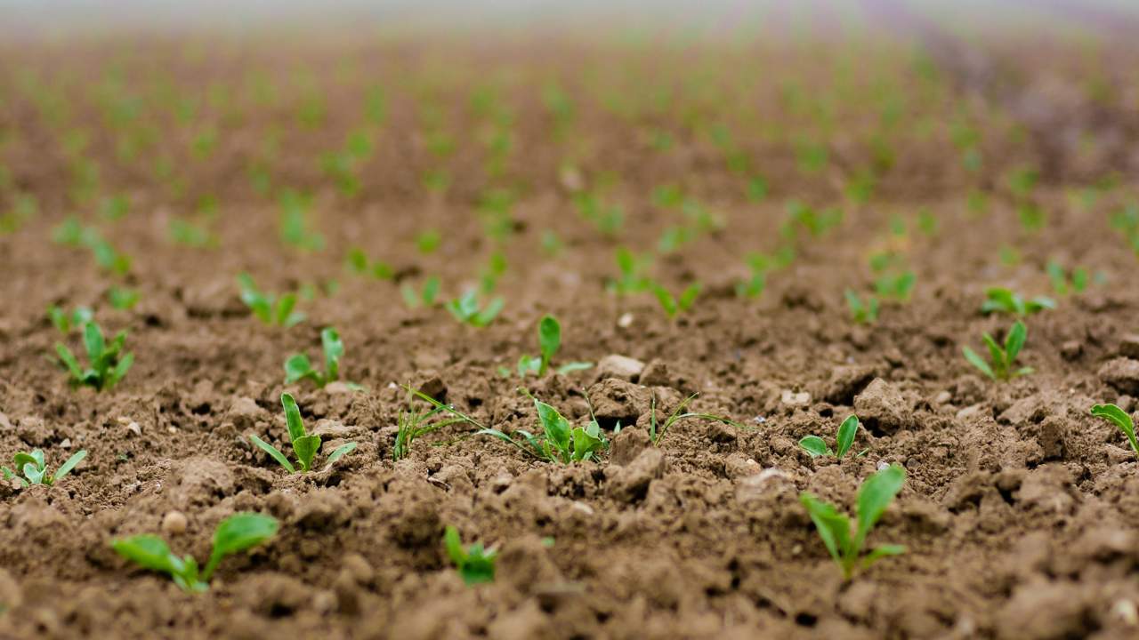 Concimi naturali fioritura perfetta