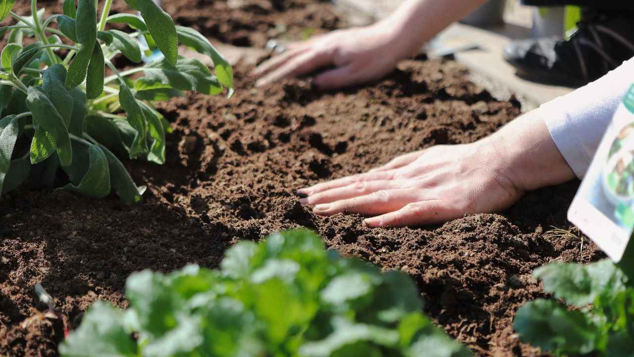 giardinaggio innovativo piante