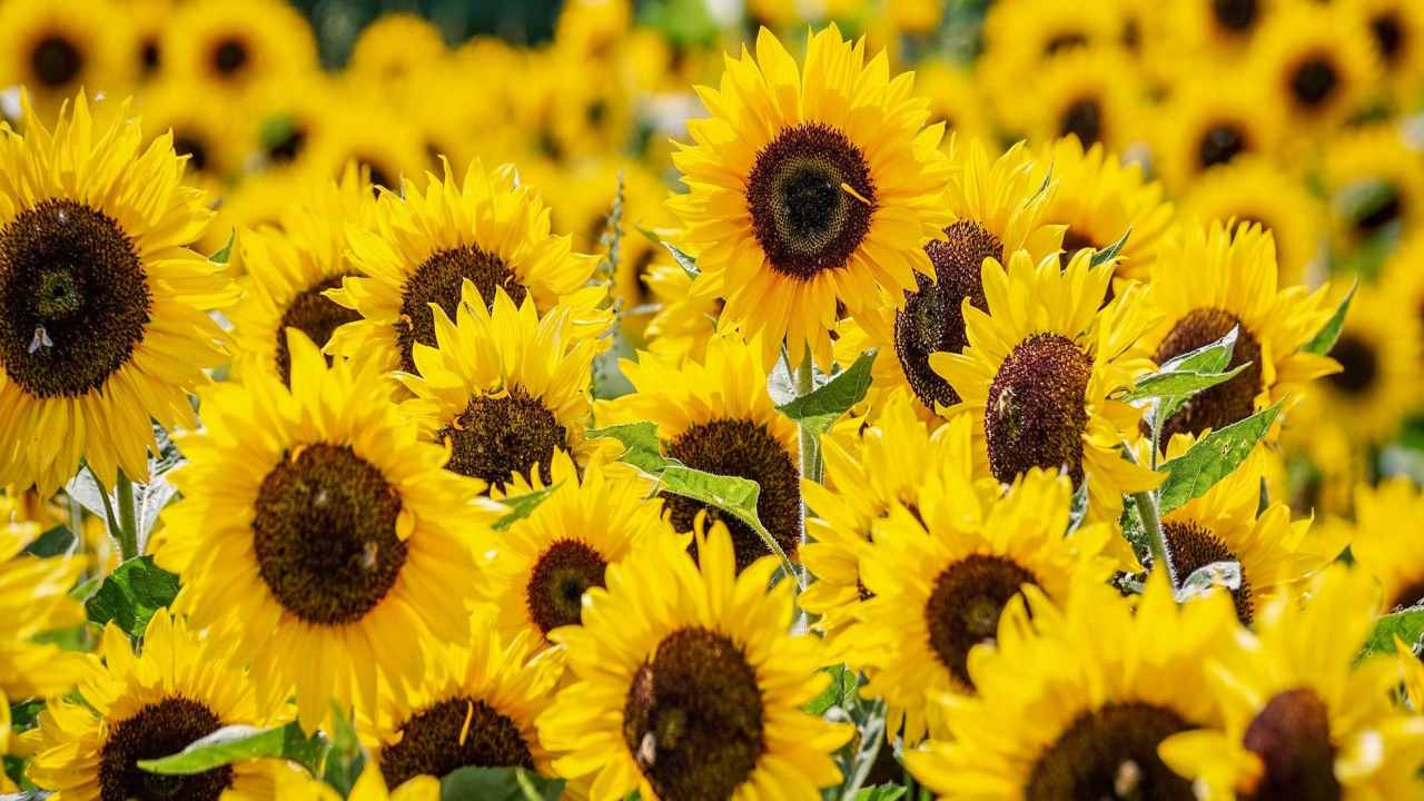 Fiori ingrediente bicarbonato girasole