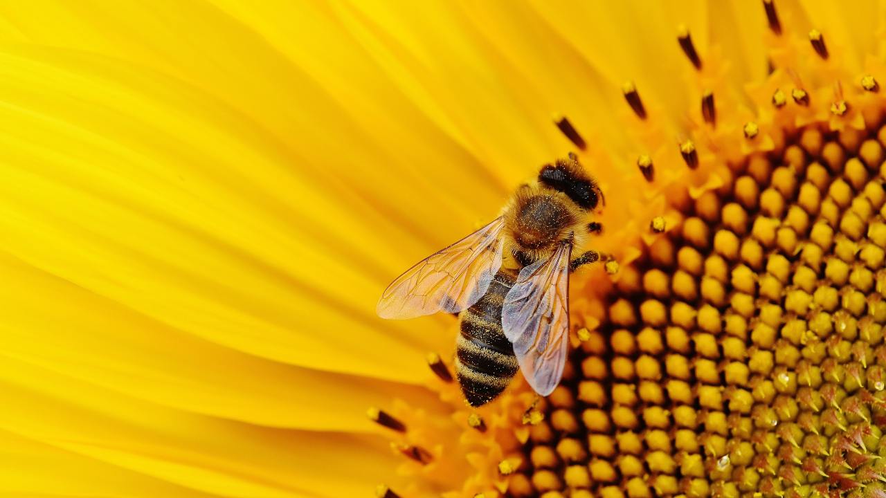 ape girasole impollinazione