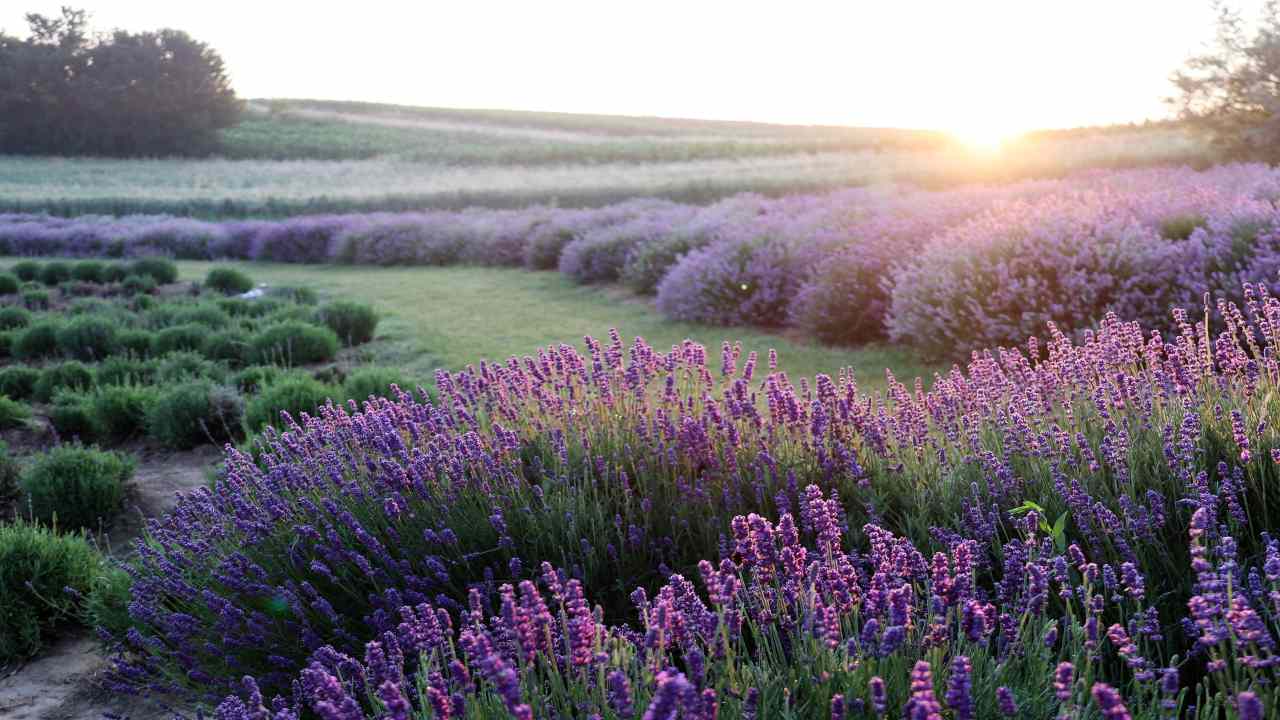 aiuole giardinaggio lavanda