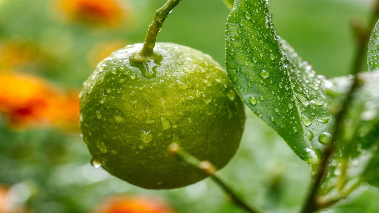 Pianta limone coltivazione