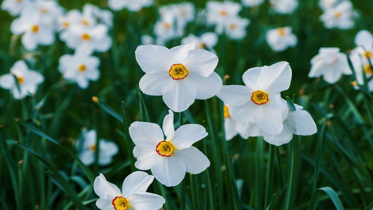 narciso moltiplicare giardino