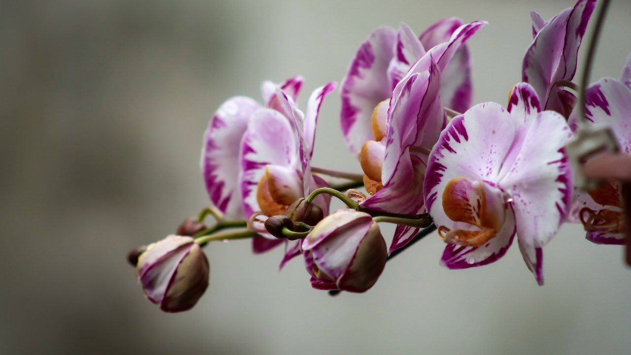 ORCHIDEA CURA COLTIVAZIONE